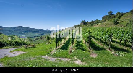 Uva Riesling nel famoso vigneto Bassgeige della cooperativa vinicola Oberberge, Kaiserstuhl. Baden Wuerttemberg, Germania, Europa Foto Stock