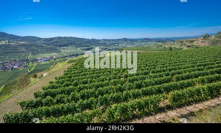 Vista di Oberberg e delle terrazze vinicole dalla cooperativa di Oberberg. Uva Riesling nel famoso vigneto Bassgeige. Kaiserstuhl, Baden Wuert Foto Stock