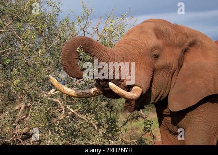 Colpo di testa di un grande toro africano Elephant Loxodonta africana che usa il suo camion per strappare i rami di acacia dalla macchia africana Foto Stock