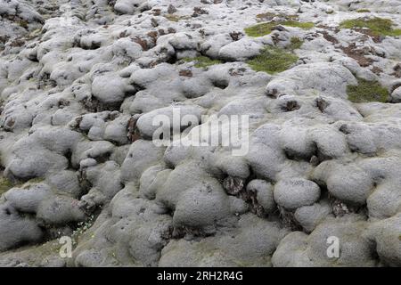 Islanda - Mossy Lava Fields - flusso di lava dalla fessura di Laki Foto Stock