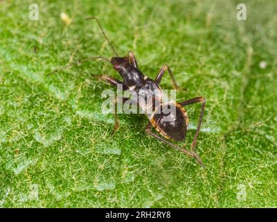 La ninfa di ultima istanza del insetto di formica damigella del Regno Unito, Himacerus mirmicoides, in un giardino del Regno Unito Foto Stock