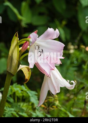 Fiori bianchi tingi rosa del bulbo di giglio del mantello metà resistente, fiorito estivo, Crinum x powellii Foto Stock