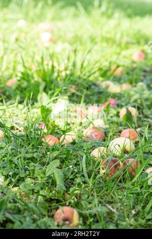 Mele stravagate che sono cadute a terra in un giardino verde all'ora del tramonto in Scandinavia Foto Stock