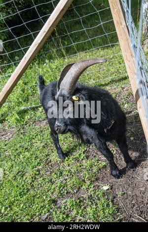 Capra nera. Capra nera in una fattoria in posa vicino alla recinzione Foto Stock