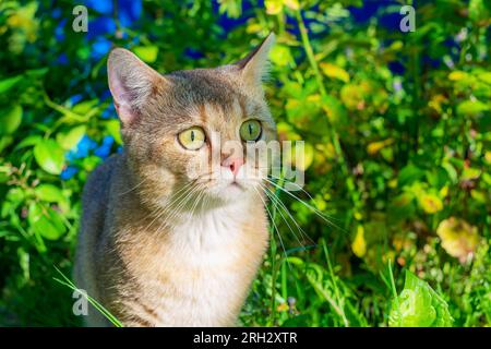 Ritratto di un gatto zenzero sorpreso in mezzo all'erba alta. Chinchilla inglese d'oro Foto Stock