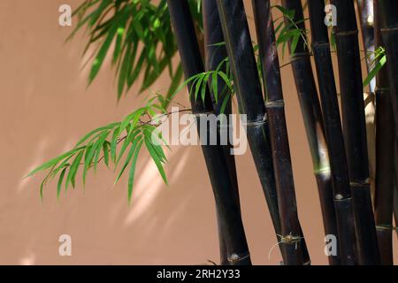 Bambù nero Timor (Bambusa lako) nel giardino moderno Foto Stock