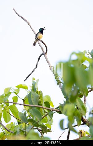 Variable sunbird Cinnyris venustus, adulto arroccato che canta dal baldacchino degli alberi, Nambikala, The Gambia, febbraio Foto Stock