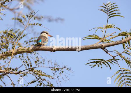 Striped kingfisher Halcyon chelicuti, adulto arroccato sugli alberi, Nambikala, The Gambia, febbraio Foto Stock