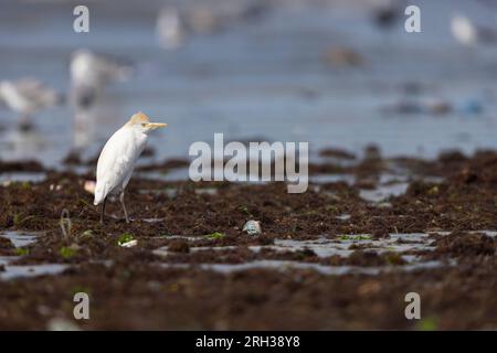 WESTERN Cattle egret Bubulcus ibis, foraggiamento adulti lungo la costa, Tanji Beach, Gambia, febbraio Foto Stock