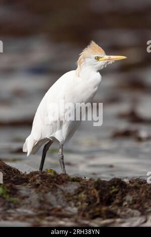 WESTERN Cattle egret Bubulcus ibis, foraggiamento adulti lungo la costa, Tanji Beach, Gambia, febbraio Foto Stock