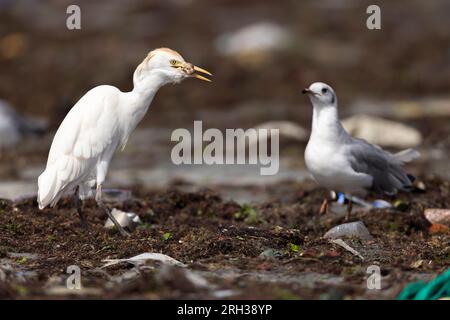 WESTERN Cattle egret Bubulcus ibis, foraggiamento adulti lungo la costa, Tanji Beach, Gambia, febbraio Foto Stock