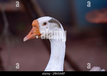 Allevamento di animali Greylag Goose della specie Anser anser Foto Stock