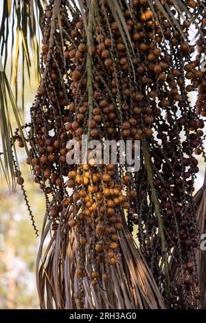 frutti della palma di buriti a fuoco selettivo Foto Stock