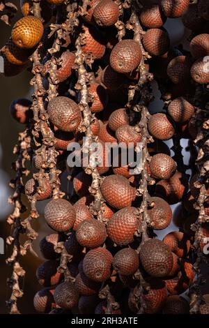 frutti della palma di buriti a fuoco selettivo Foto Stock