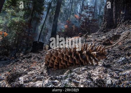 Un cono di pino sul fondo della foresta di ceneri dopo un incendio che ha attraversato il paesaggio lasciando una foresta bruciata. In California, USA. Foto Stock