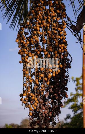 frutti della palma di buriti a fuoco selettivo Foto Stock