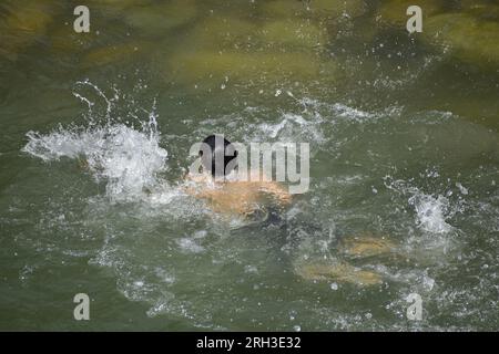 Doodhganga Yousmarg, Kashmir. Il 13 agosto, gli studenti del Kashmiri trovano sollievo dal caldo mentre si raffreddano nelle rinfrescanti acque di Doodhganga Yousmarg, trasformando una giornata soffocante in una fuga memorabile. Photos by Credit: Danish Showkat/Alamy Live News Foto Stock