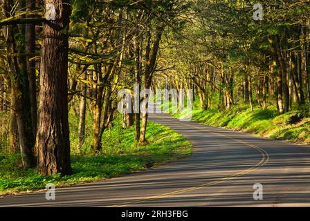 La storica Columbia River Highway (US 26) a est di Portland, Oregon, Stati Uniti. Foto Stock