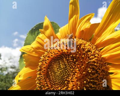 Nettare per la raccolta di girasoli e api, paesaggio estivo Foto Stock