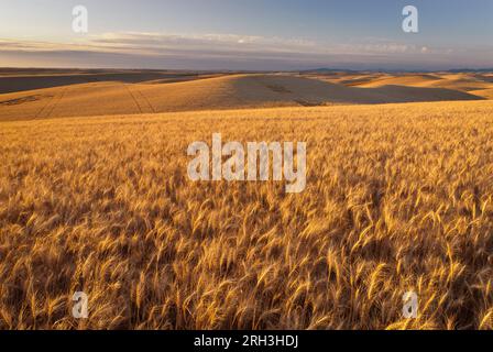 Campi di grano, colline ondulate e montagne lontane. Whitman County, Washington, USA. Foto Stock