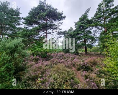 St Catherine Hill Dorset Foto Stock