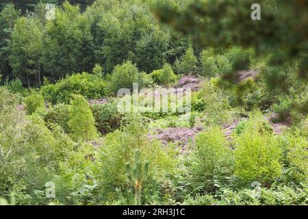 St Catherine Hill Dorset Foto Stock