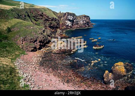 Ammira la Starney Bay fino al promontorio chiamato White Heugh a St Abbs Head, National Nature Reserve, Berwickshire, Scozia, Regno Unito. Foto Stock