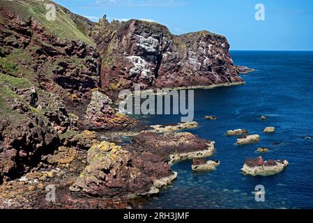 Ammira la Starney Bay fino al promontorio chiamato White Heugh a St Abbs Head, National Nature Reserve, Berwickshire, Scozia, Regno Unito. Foto Stock