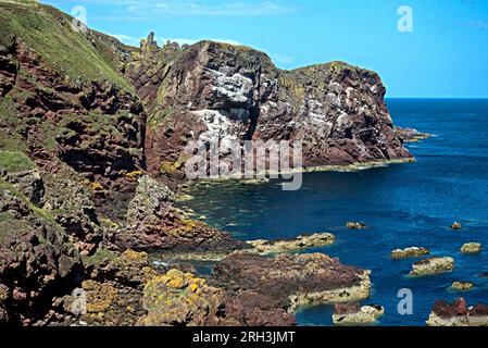 Ammira la Starney Bay fino al promontorio chiamato White Heugh a St Abbs Head, National Nature Reserve, Berwickshire, Scozia, Regno Unito. Foto Stock