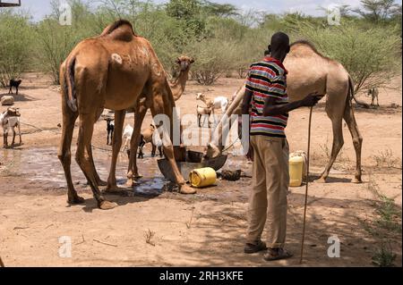 Un uomo keniota guarda i cammelli bere da una botte d'acqua con l'acqua di una pompa vicina, Baringo County, Kenya Foto Stock