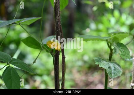 Splendida vista dei piccoli fiori gialli di una varietà selvatica di piselli farfalla (Centrosema) Foto Stock