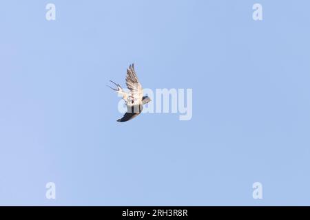 Barn Swallow Hirundo rustica, femmina adulta che vola, mostra toppa di covata, Suffolk, Inghilterra, agosto Foto Stock