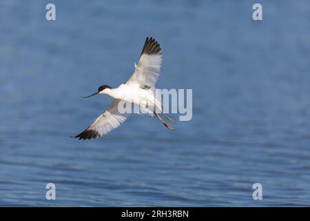 Pied avocet Recurvirostra avosetta, adult Flying, Minsmere RSPB Reserve, Suffolk, Inghilterra, agosto Foto Stock