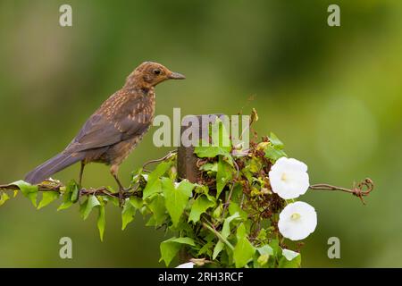 Uccello nero comune Turdus merula, giovane arroccato su un palo con siepe bindweed Calystegia sepium, che cresce su di esso, Suffolk, Inghilterra, agosto Foto Stock