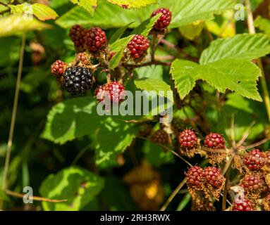 Brambles, frutti di bosco, che crescono in campagna, maturi pronti per essere raccolti e mangiati. Ottima frutta fresca da mangiare Foto Stock