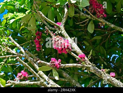 Fiori di mela malese (Syzygium Malaccense) sull'albero, Teresopolis, Rio de Janeiro, Brasile Foto Stock