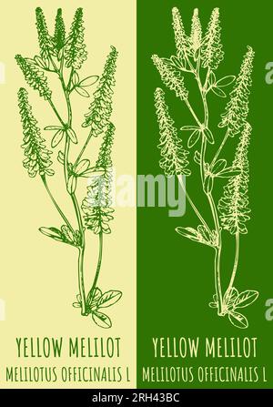 Disegno vettoriale GIALLO MELILOT. Illustrazione disegnata a mano. Il nome latino è MELILOTUS OFFICINALIS L. Foto Stock