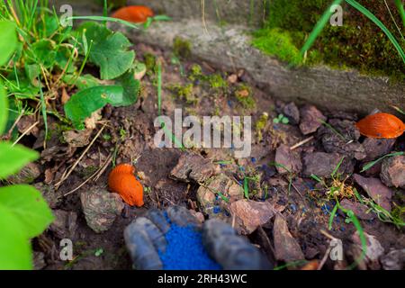 Esche avvelenate da lumache per il controllo dei parassiti. Giardiniere che lancia granuli blu a terra per uccidere le lumache spagnole brune. Trappola per lumaca Foto Stock