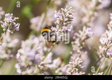 Un bumble dalla coda bianca (Bombus lucorum) che si nutre di lavendar inglese rosa (Lavandula angustifolia rosea) Foto Stock