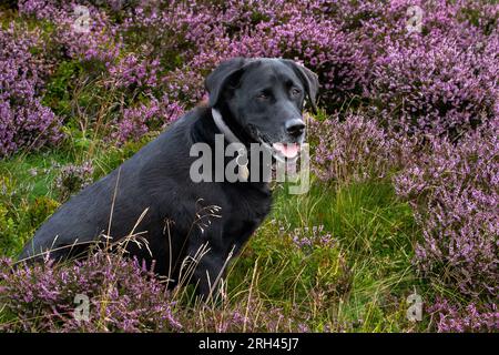 Un labrador retriever nero seduto nella brughiera heather (ling). Foto Stock