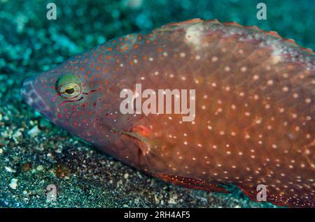 Wrasse floreale, Cheilinus chlorourus, sito di immersione Nudi Retreat, stretto di Lembeh, Sulawesi, Indonesia Foto Stock