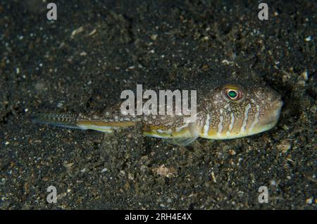 Shortfin Puffer, Torquigener brevipinnis, immersione notturna, sito di immersione TK1, stretto di Lembeh, Sulawesi, Indonesia Foto Stock