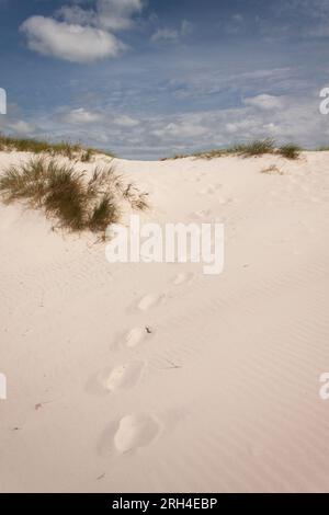 Spiaggia di Dueodde e dune di sabbia sull'isola di Bornholm nel Mar Baltico al largo della Danimarca Europa Foto Stock