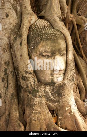 Testa di Buddha nelle radici di un albero di Banyan a Wat Mahathat ad Ayutthaya, in Thailandia, nel sud-est asiatico Foto Stock