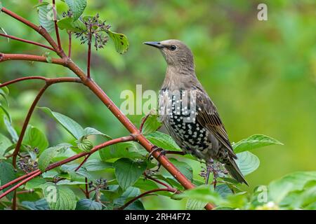 European Starling, (Sturnus vulgaris), Juvenile Foto Stock