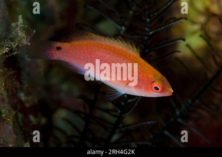 Femmina Fairy-Wrasse, Cirrhilabrus sp, sito di immersione Kaino's Treasure, stretto di Lembeh, Sulawesi, Indonesia Foto Stock