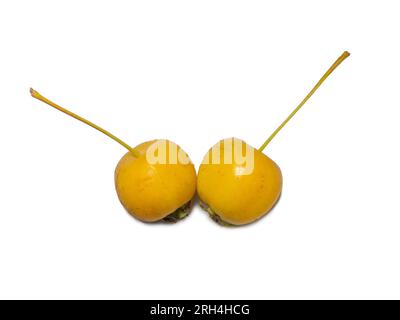 varietà precoce di mele. Piccole mele gialle su sfondo bianco. Isola di frutta estiva. Oro cinese. Foto Stock