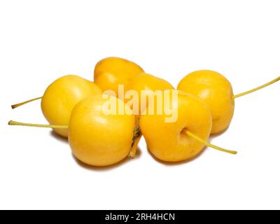varietà precoce di mele. Piccole mele gialle su sfondo bianco. Isola di frutta estiva. Oro cinese. Foto Stock