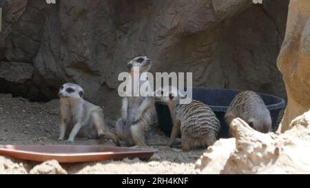 Los Angeles, California, USA 11 agosto 2023 Meerkats at LA Zoo l'11 agosto 2023 a Los Angeles, California, USA. Foto di Barry King/Alamy Stock Photo Foto Stock