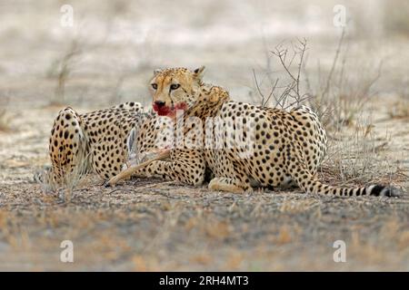 Cheetah (Acinonyx jubatus) in habitat naturale con prede, deserto del Kalahari, Sudafrica Foto Stock